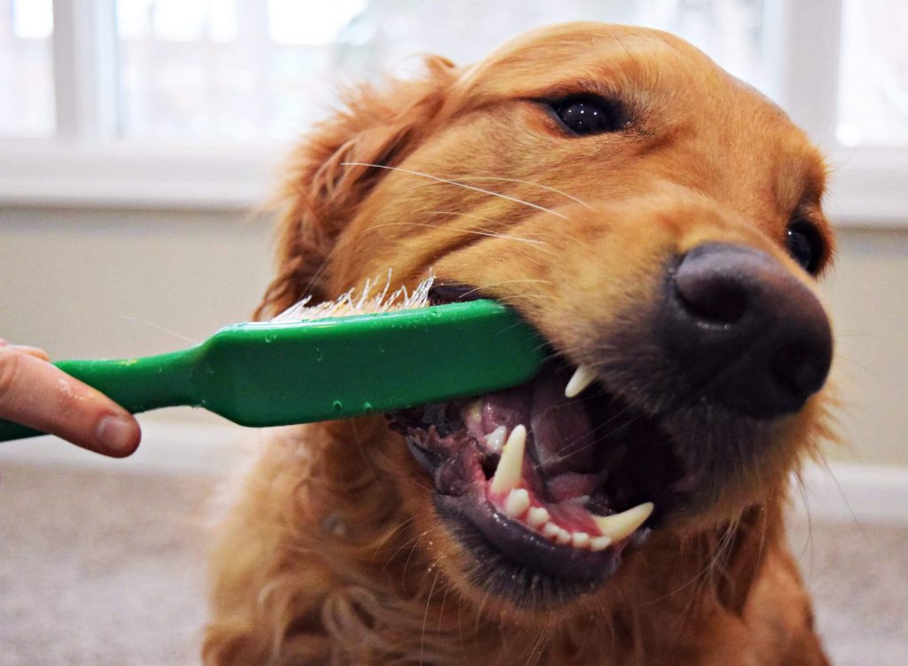 I vantaggi della pulizia a vapore in casa se hai cani e altri animali  domestici - Cura dei Denti, Benessere e Altro Altro Ancora